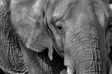 lphant dAfrique - Zoo de Granby