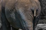 lphant dAfrique - Zoo de Granby