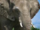 lphant dAfrique - Zoo de Granby