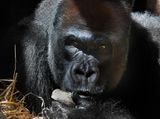 Gorille des plaines - Zoo de Granby