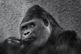 Gorille des plaines - Zoo de Granby