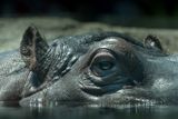 Hippopotame - Zoo de Granby