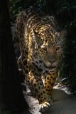 Jaguar - Zoo de Granby