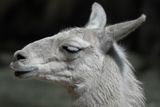 Lama - Zoo de Granby