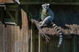 Lmur catta - Zoo de Granby