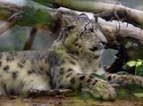 Zoo de Granby