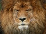 Lion - Zoo de Granby