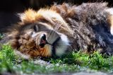Lion - Zoo de Granby