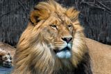 Lion - Zoo de Granby