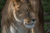 Lion - Zoo de Granby