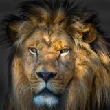 Lion - Zoo de Granby