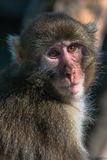 Macaque japonais - Zoo de Granby