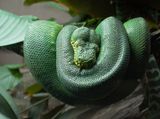 Boa meraude - Biodme de Montral 