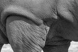Rhinocros - Zoo de Granby