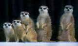 Suricates - Zoo de Granby