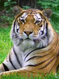 Tigre - Zoo de Granby