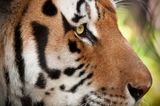 Tigre - Zoo de Granby