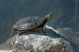 Tortue - Jardin botanique de Montral 