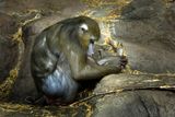 Mandrill - Zoo de Granby