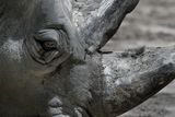 Rhinocros - Zoo de Granby