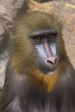 Mandrill - Zoo de Granby