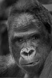Gorille des plaines - Zoo de Granby