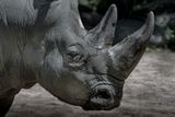 Rhinocros - Zoo de Granby