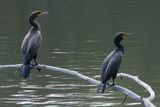 Cormorans - Parc-de-lle-de-la-Visitation, Montral 