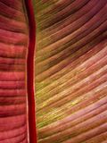 Textures - Jardin botanique de Montral 