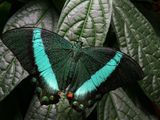 Machaon meraude