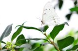 Morpho blanc