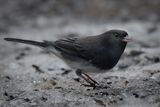 Junco ardois - Jardin botanique de Montral 