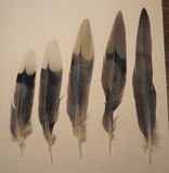 221031 IMG_8290 feathers of Mourning Dove.jpg