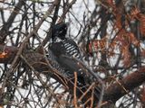 American Three-toed Woodpecker