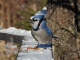 Blue Jay