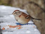 American Tree Sparrow