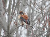 American Kestrel