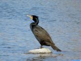 Double-crested Cormorant