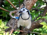 White-throated Magpie Jay