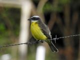 Social Flycatcher