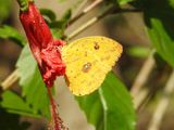 Apricot Sulphur (Phoebis argante)