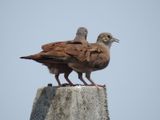 Ruddy Ground Doves