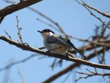 White-lored Gnatcatcher 