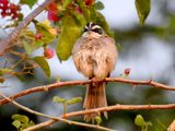 Stripe-headed Sparrow