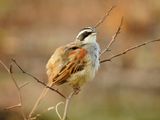 Stripe-headed Sparrow