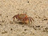 Painted Ghost Crab (Ocypode gaudichaudii)