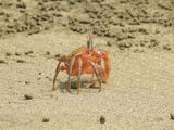 Painted Ghost Crab (Ocypode gaudichaudii)