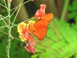 Julia Heliconian (Dryas iulia)