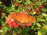 Gulf Fritillary (Dione vanillae)
