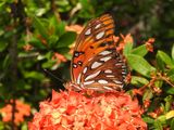 Gulf Fritillary (Dione vanillae)